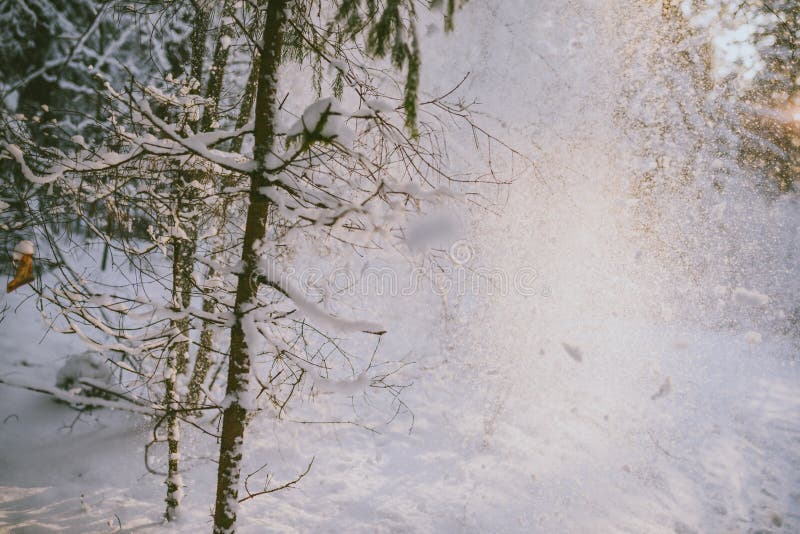 Bevroren bos stock afbeelding