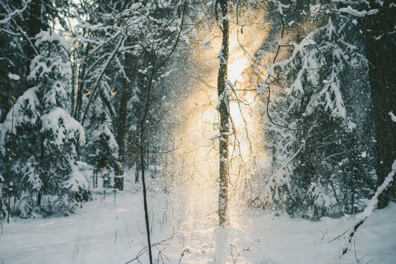 Bevroren bos stock afbeeldingen