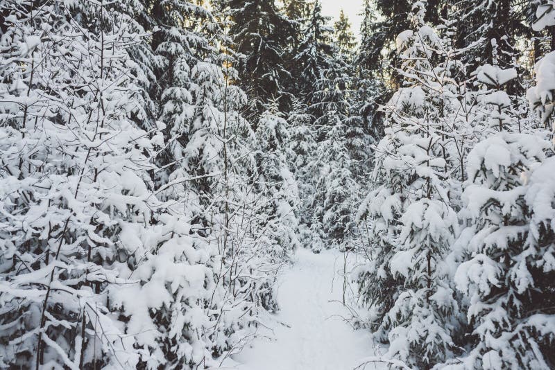 Bevroren bos royalty-vrije stock foto