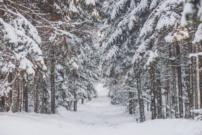 Bevroren bos stock foto