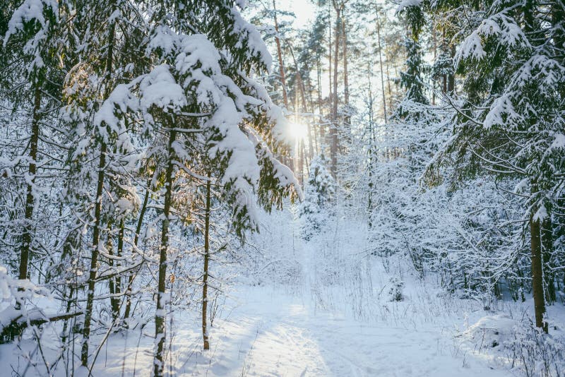 Bevroren bos royalty-vrije stock afbeeldingen