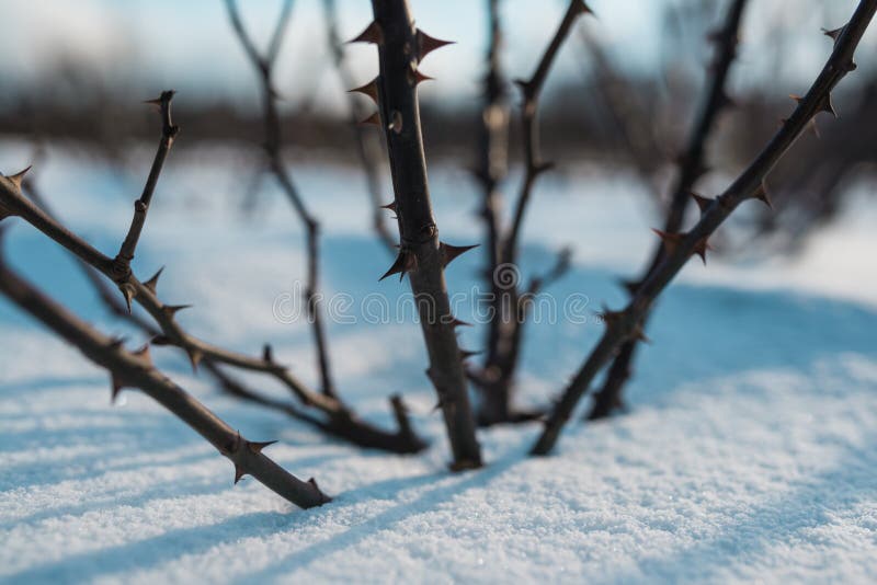 Bevroren die rozebottels door sneeuw en de winter blauwe hemel worden behandeld royalty-vrije stock foto's Bevroren die rozebottels door sneeuw en de winter blauwe hemel worden behandeld royalty-vrije stock foto's
