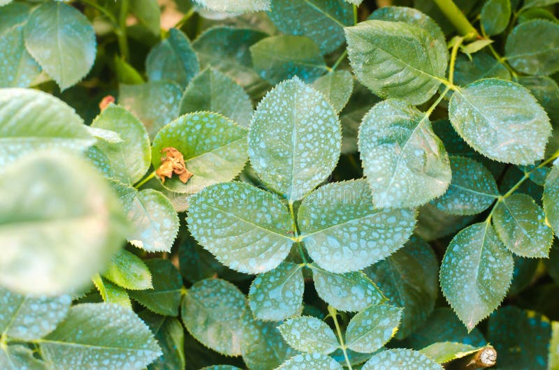 Bevruchtend voor rozen, bomen, die installaties van schadelijke insecten, het vloeibare voeden, de spuitbus van de Gebruikshand m stock foto's Bevruchtend voor rozen, bomen, die installaties van schadelijke insecten, het vloeibare voeden, de spuitbus van de Gebruikshand m stock foto's