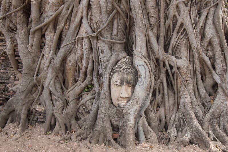 Bevuxen Buddhahuvudstaty i Wat Maha That, Ayutthaya, Thailand royaltyfri bild Bevuxen Buddhahuvudstaty i Wat Maha That, Ayutthaya, Thailand royaltyfri bild