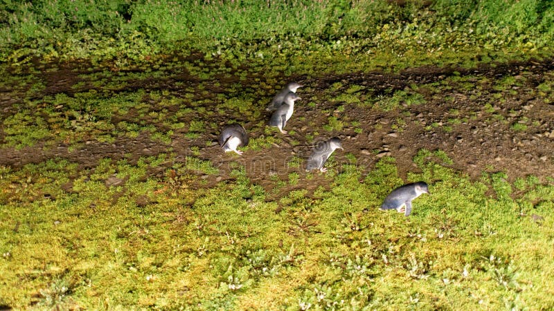 Beweegt kleine pinguïnen bij nacht in Phillip Island, Victoria - Au royalty-vrije stock foto Beweegt kleine pinguïnen bij nacht in Phillip Island, Victoria - Au royalty-vrije stock foto
