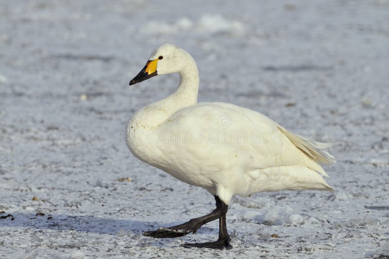 Bewick s Swan - Cygnus bewickii