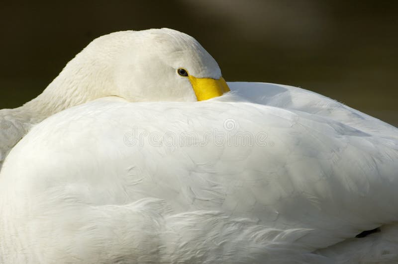 Bewicks de cygne de toundra - bewickii de Cygnus image stock Bewicks de cygne de toundra - bewickii de Cygnus image stock