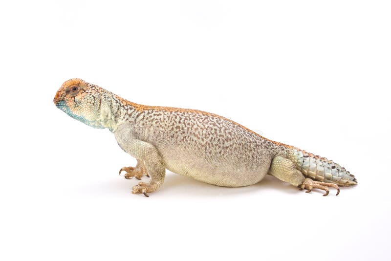 Bewohner von Oman stachelig-band Eidechse an (Uromastyx-thomasi) lizenzfreie stockfotos Bewohner von Oman stachelig-band Eidechse an (Uromastyx-thomasi) lizenzfreie stockfotos