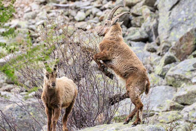 ?bex no parque nacional de Gran Paradiso imagem de stock ?bex no parque nacional de Gran Paradiso imagem de stock