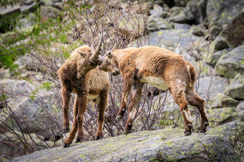 ?bex no parque nacional de Gran Paradiso imagens de stock ?bex no parque nacional de Gran Paradiso imagens de stock