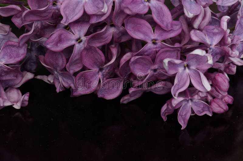 Bez bloom. Jaskrawy bez odizolowywający na czarnym tle