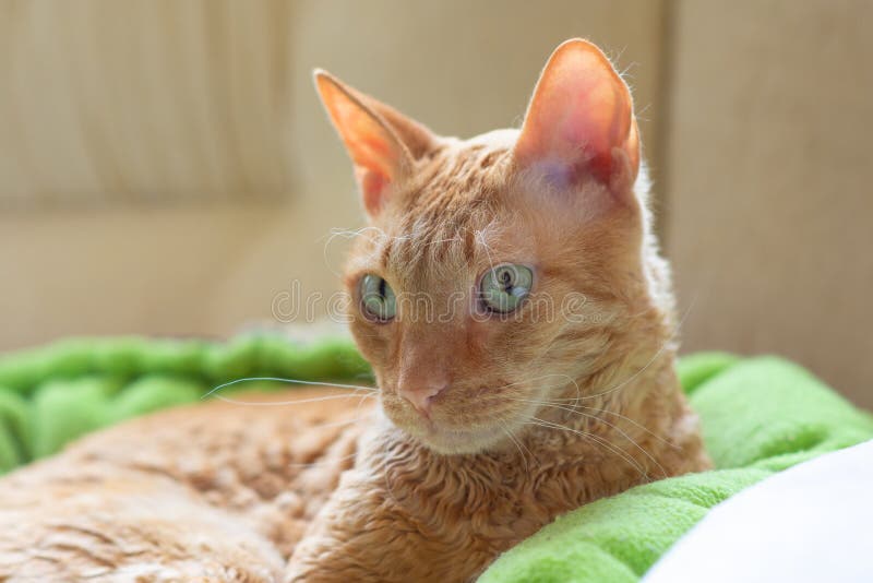 Bezaubernde gelockte Katze Ural Rex liegt und schaut mit grünen Augen lizenzfreie stockfotos Bezaubernde gelockte Katze Ural Rex liegt und schaut mit grünen Augen lizenzfreie stockfotos