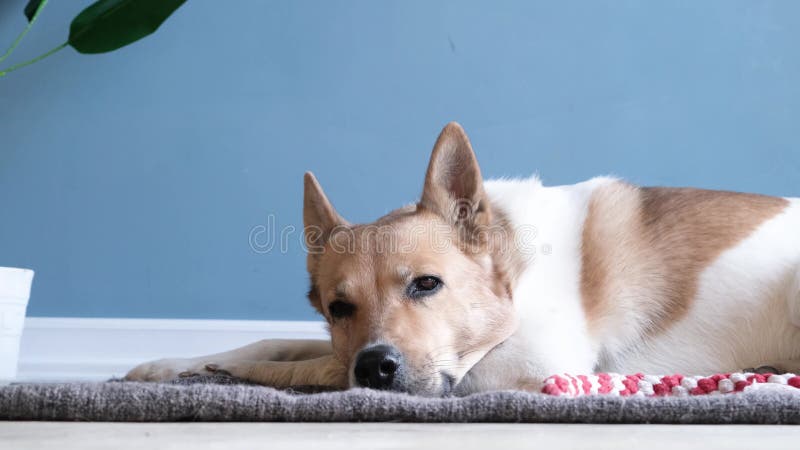 Bezaubernder Hund, der neben dem Lieblingsspielzeug auf dem Teppich schläft