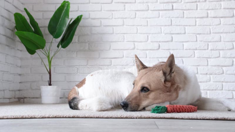 Bezaubernder Hund, der neben dem Lieblingsspielzeug auf dem Teppich schläft