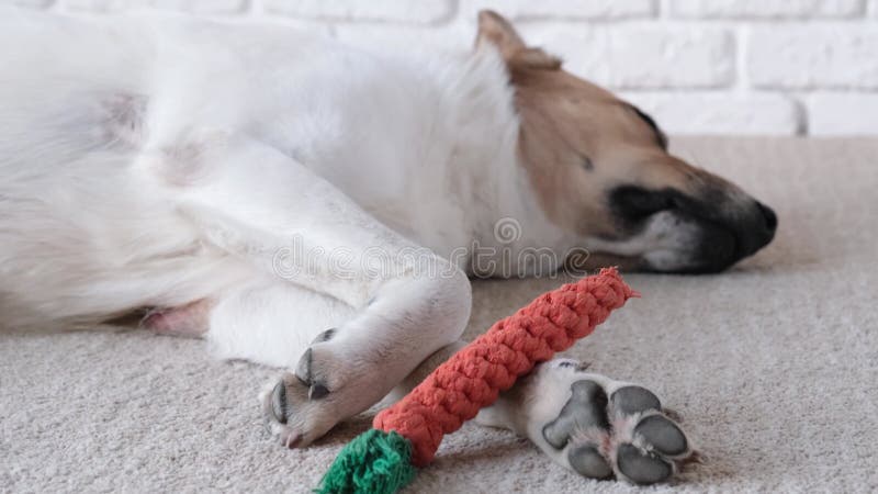 Bezaubernder Hund, der neben dem Lieblingsspielzeug auf dem Teppich schläft