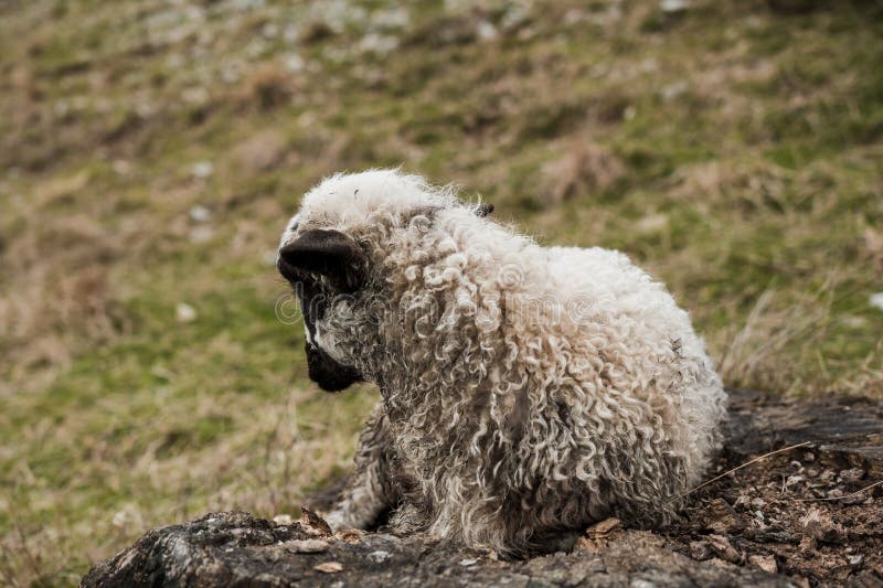 Bezauberndes Lamm, das auf einem Felsen in grüner Weide ruht stockbild