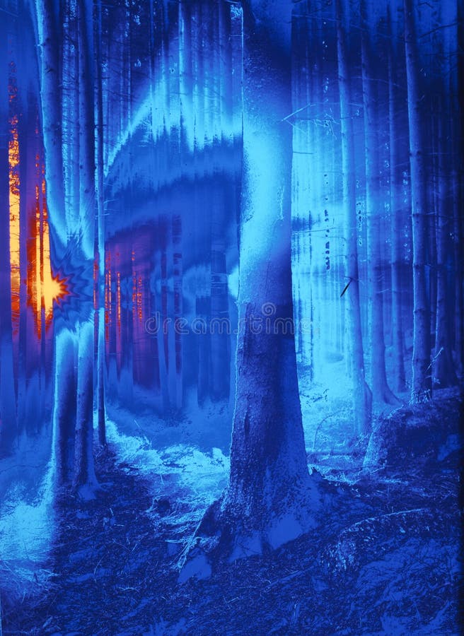 Bezauberter Wald im Blau stockfotos Bezauberter Wald im Blau stockfotos
