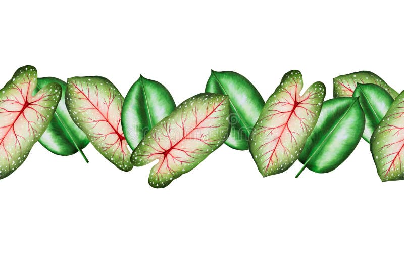 Bezbarwna krawędź o realistycznych liściach tropikalnych. ilustracja odizolowanych liści monstera caladium ficus ilustracji