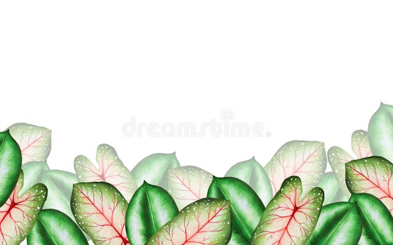 Bezbarwny baner o realistycznych liściach tropikalnych. ilustracja odizolowanych liści monstera caladium ficus ilustracja wektor