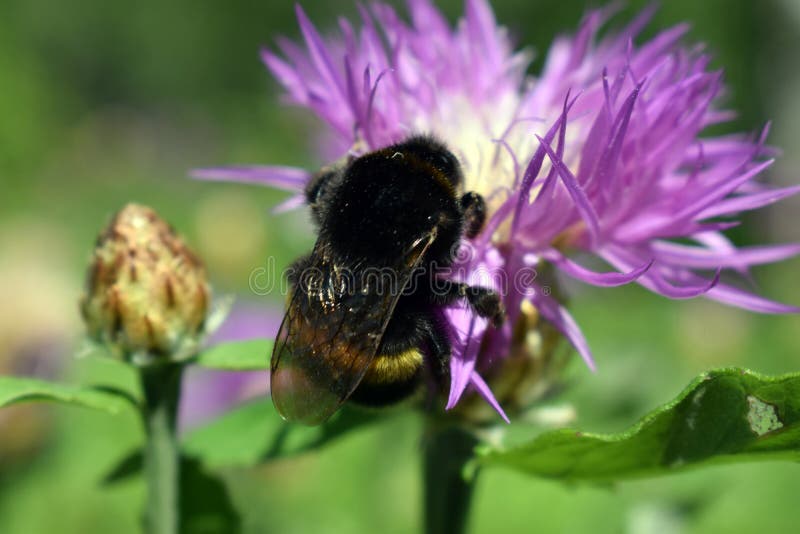 Bezige hommel op het werk met bloem stock fotografie
