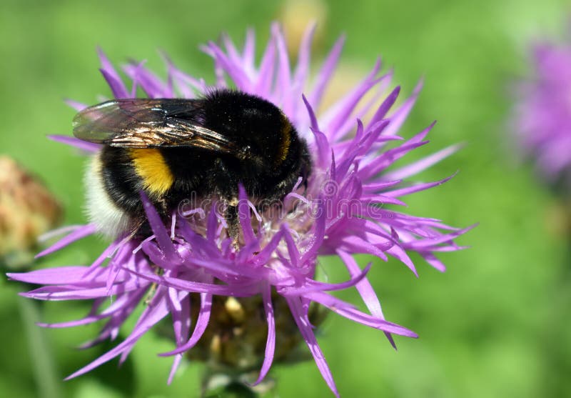 Bezige hommel op het werk met bloem stock foto's