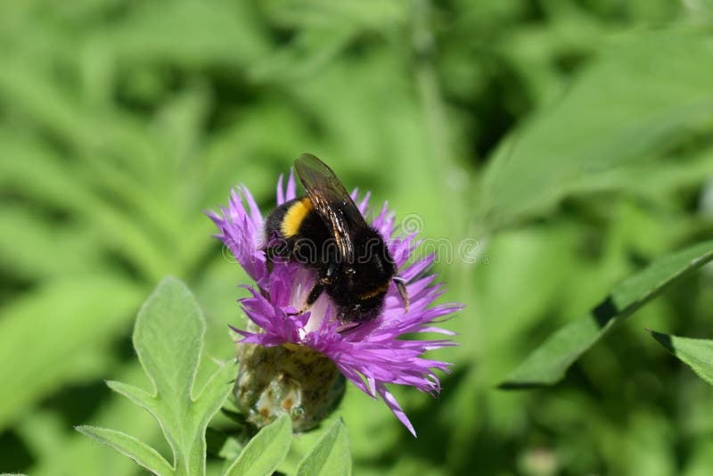 Bezige hommel op het werk met bloem royalty-vrije stock foto's