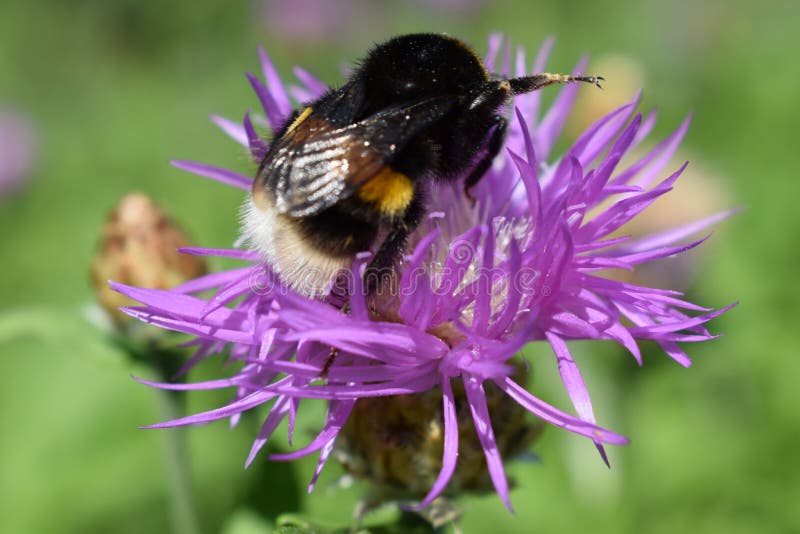 Bezige hommel op het werk met bloem stock foto