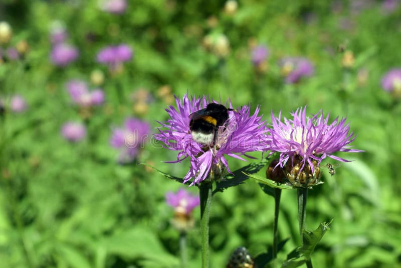 Bezige hommel op het werk met bloem royalty-vrije stock fotografie