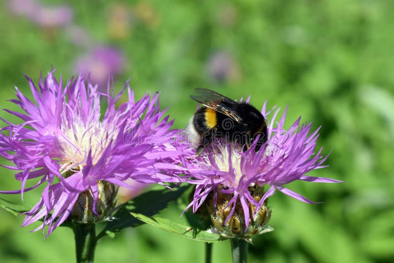 Bezige hommel op het werk met bloem royalty-vrije stock foto's