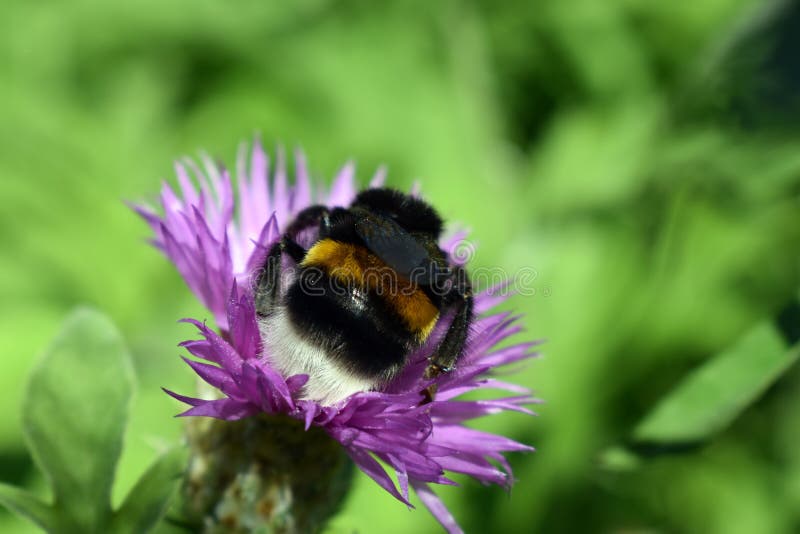 Bezige hommel op het werk met bloem stock afbeelding