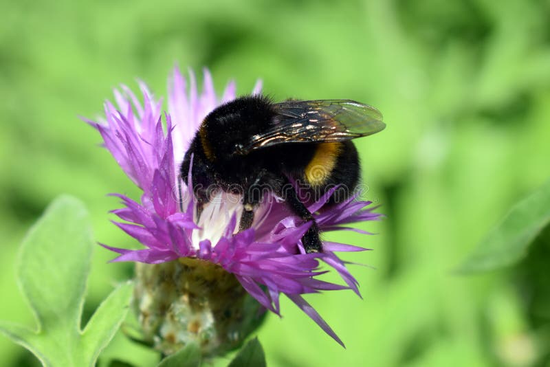 Drukke hommel aan het werk met een bloem. Centaurea Scabiosa L of grote duizendblad van het geslacht Centaurea stock foto's