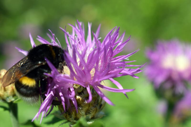 Bezige hommel op het werk met bloem stock foto's
