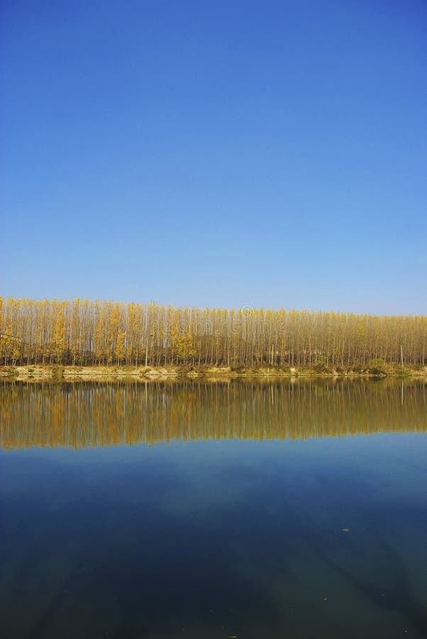 A vertical shot of tree's Reflection in Shenyang, China. A vertical shot of tree's Reflection in Shenyang, China.