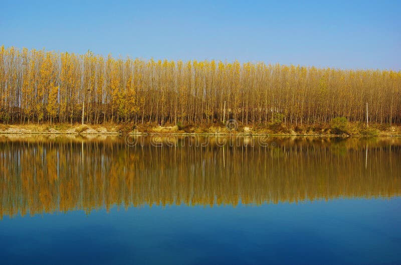 A horizontal shot of tree's Reflection in Shenyang, China.The water and sky merge in one colour. A horizontal shot of tree's Reflection in Shenyang, China.The water and sky merge in one colour.