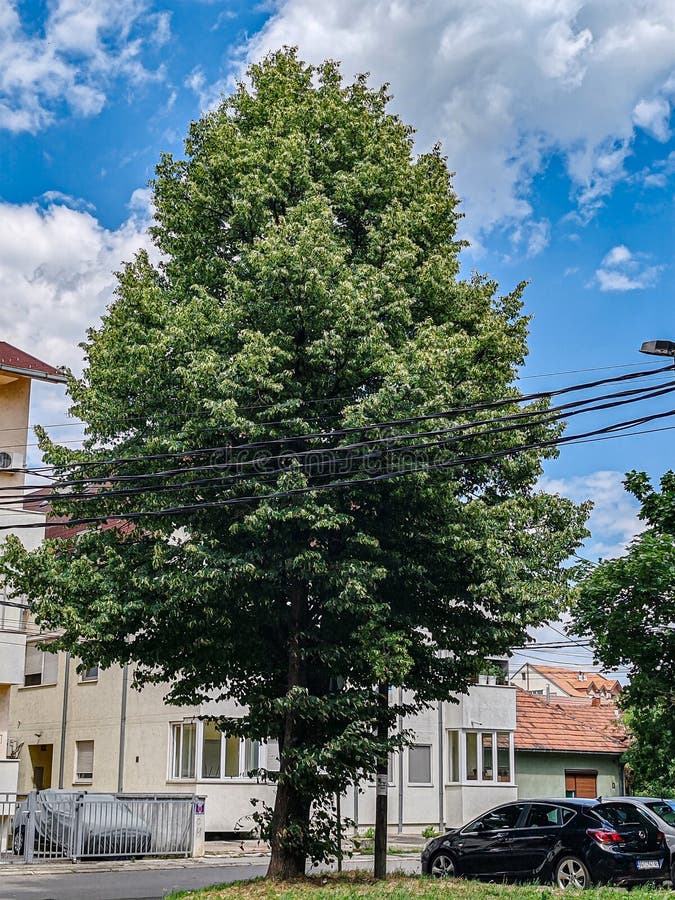 Bezpieczeństwo miejskie. Majestic Tree Amidt Cityscape zdjęcie royalty free