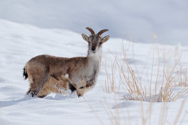1,330 Ladakh Wildlife Stock Photos - Free & Royalty-Free Stock Photos from Dreamstime 1,330 Ladakh Wildlife Stock Photos - Free & Royalty-Free Stock Photos from Dreamstime