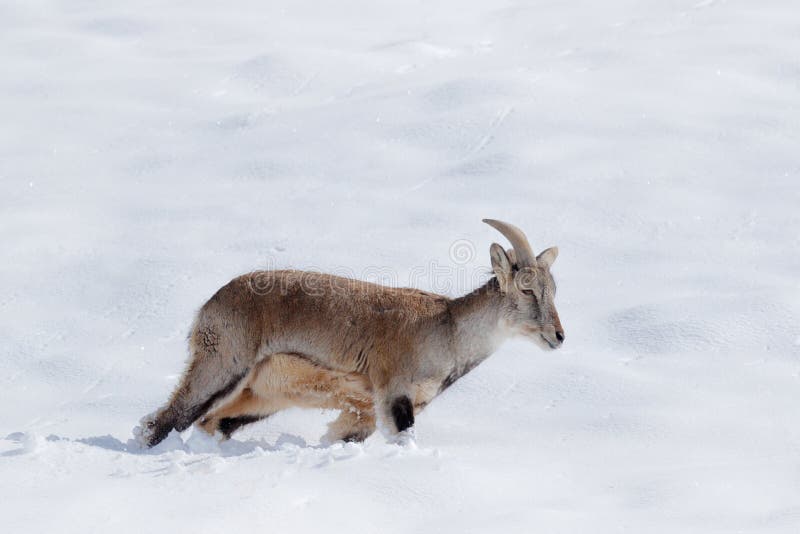 Bharal blue Sheep, Pseudois nayaur, in the rock with snow, Hemis NP, Ladakh, India in Asia. Bharal in nature snowy habitat. Face