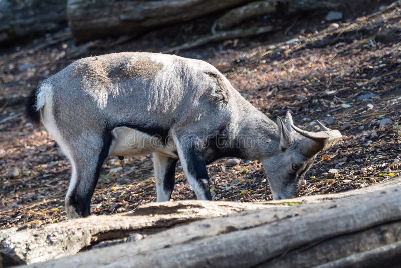 Bharal or Himalayan blue sheep or naur stock photos Bharal or Himalayan blue sheep or naur stock photos