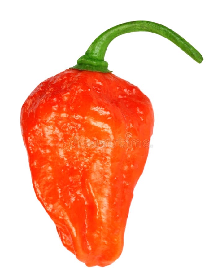 Bhut Jolokia chili pepper or the Naga Morich stock image