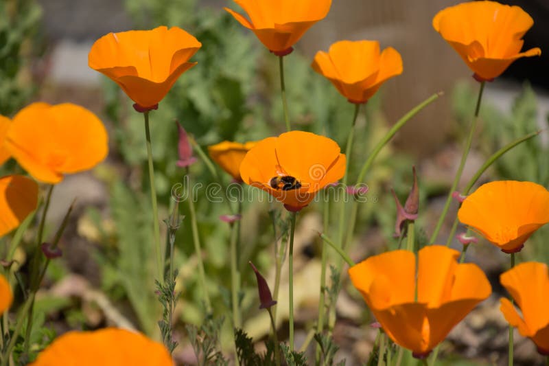 Bi i en orange blomma arkivbild Bi i en orange blomma arkivbild