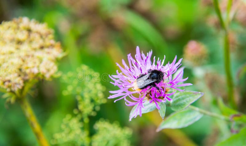 Bi p? en violett blomma arkivfoto Bi p? en violett blomma arkivfoto