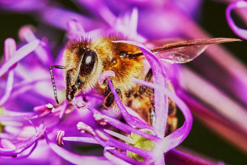 Bi på Alliumblomman fotografering för bildbyråer Bi på Alliumblomman fotografering för bildbyråer