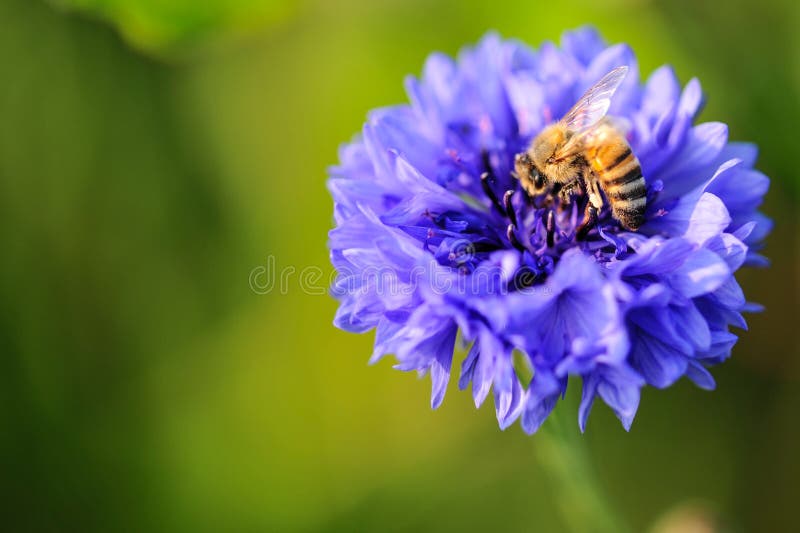 Bi på en violett irisblommamacrophotography royaltyfria bilder Bi på en violett irisblommamacrophotography royaltyfria bilder