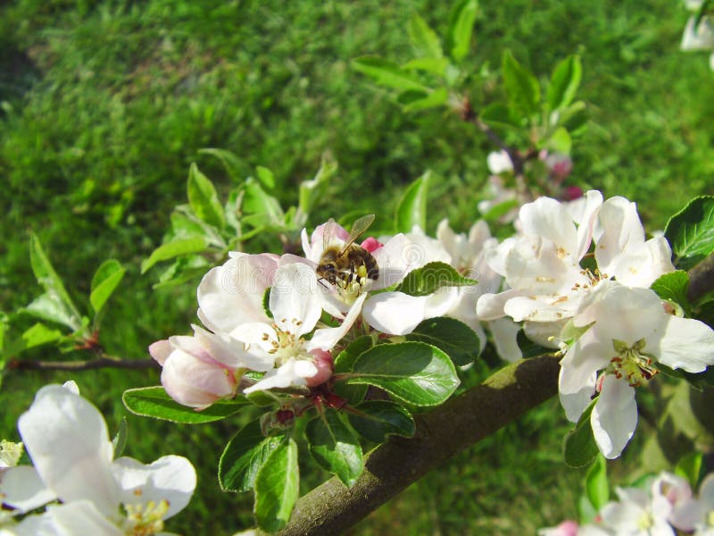 Bi på ett blommaäpple royaltyfri foto Bi på ett blommaäpple royaltyfri foto