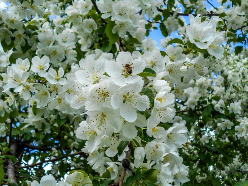 Bi på äppleblomma Filialer av att blomstra trädet royaltyfria bilder Bi på äppleblomma Filialer av att blomstra trädet royaltyfria bilder