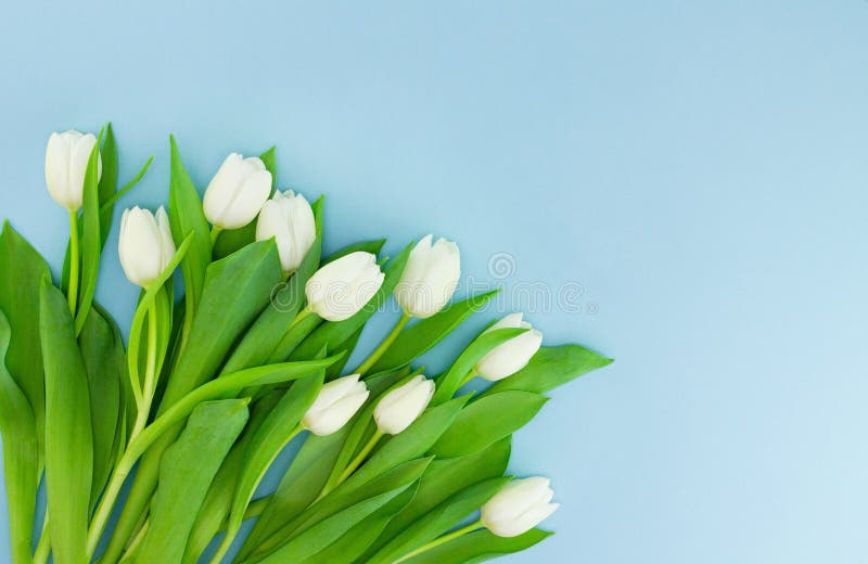 Biali delikatni tulipany na błękitnym tle Wakacyjny wiosny pojęcie, Międzynarodowe kobiety dzień, matka dzień zdjęcie royalty free Biali delikatni tulipany na błękitnym tle Wakacyjny wiosny pojęcie, Międzynarodowe kobiety dzień, matka dzień zdjęcie royalty free