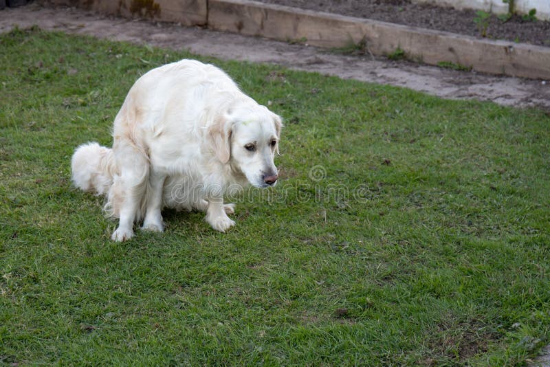 Biali golden retriever kaku na trawie obraz royalty free Biali golden retriever kaku na trawie obraz royalty free