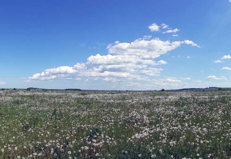 Biali puszyści zatarci dandelions w polu pod niebieskim niebem z chmurami zdjęcia stock Biali puszyści zatarci dandelions w polu pod niebieskim niebem z chmurami zdjęcia stock