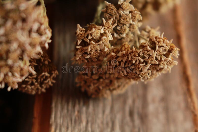 Biali wysuszeni kwiaty na szarym drewnie fotografia stock Biali wysuszeni kwiaty na szarym drewnie fotografia stock