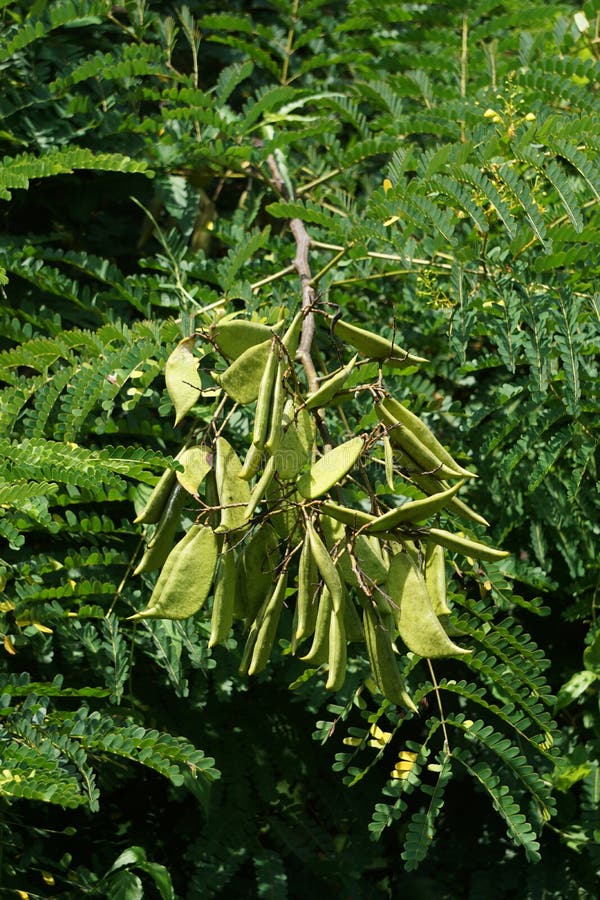 Biancaea sappan cesalpinia sappan l sappanwood secang sepang indian redwood με φυσικό υπόβαθρο. αυτό το φυτό στα εσωτερικά. αυτό το φυτό στην ινδονησία χρησιμοποιείται ως ποτό και φυτικό φάρμακο.